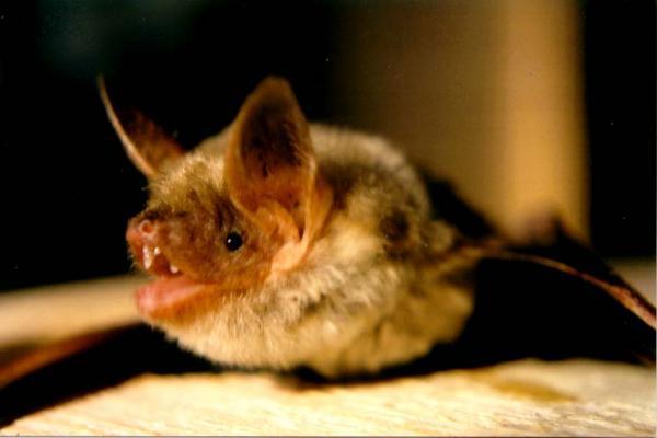 Bats recognize the distinct voices of others