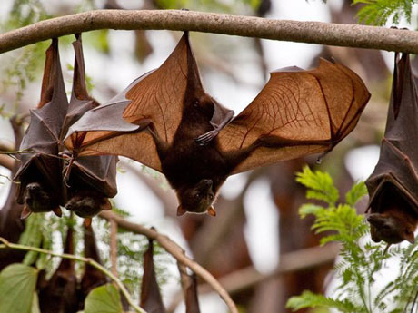 Bats threaten a city in Australia