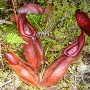 Bats use carnivorous plants as a toilet