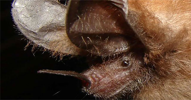 Bats use leaves to ... 'mirrors' to find prey in the dark