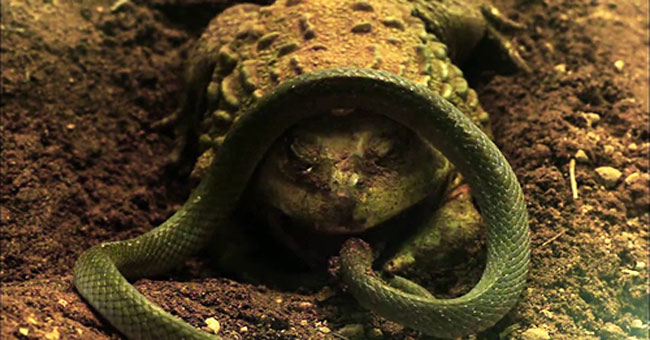Battle of a battle between goblin frog and water snake