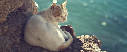 Be amazed with the ability to drink seawater comfortably without dying of cats