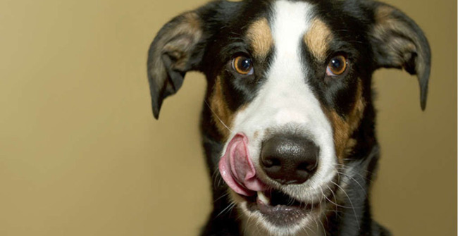 Be careful: Dog owners are at risk of getting an extremely uncomfortable disease related to WC