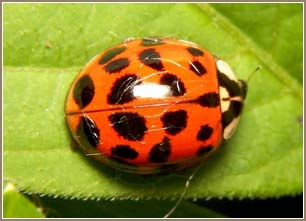 Be careful when ladybirds come close to alcohol