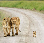 Beam of images: Motherhood in the animal kingdom