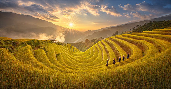 Beam of Mu Cang Chai image is bright yellow in the season of ripe rice