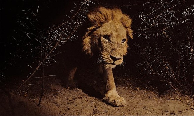 Beam of photos: Lion life