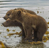 Beam of photos: Mother bear carrying pig bear across the stream