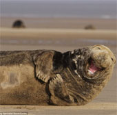 Beam of photos: The sunshine smile of a seal