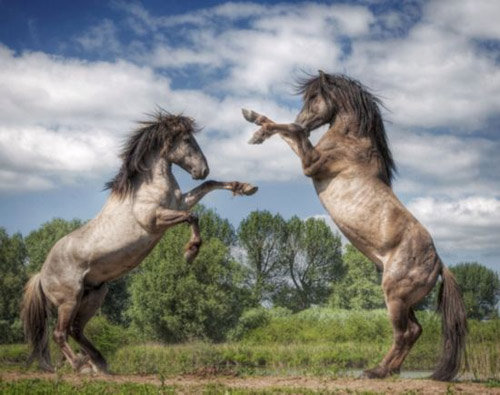 Beam of photos: The survival battle of wild animals