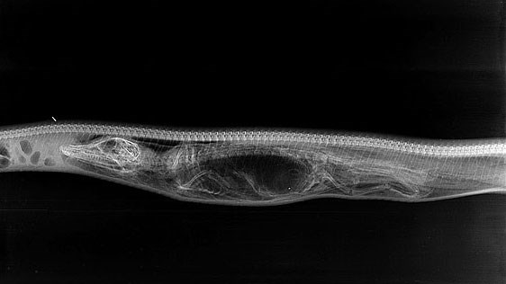 Beam of python X-ray pythons digest shocking crocodiles