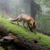 Beam photos of nature as beautiful as fairy tales