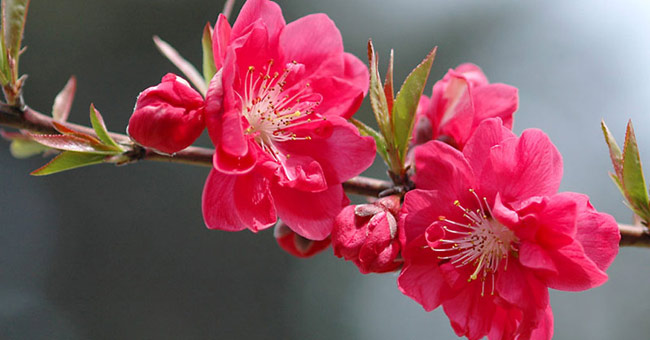 Beams of images: Cherry blossoms are beautiful to welcome Tet 2016