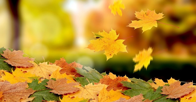 Beams of maple leaves fall extremely romantic and beautiful