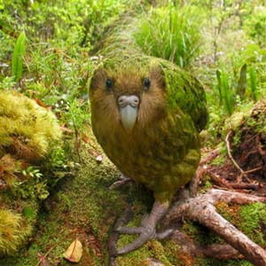 Beams: The most rare birds in the world