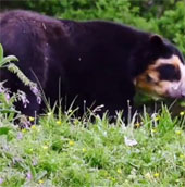 Bear acquainted with you in the new zoo
