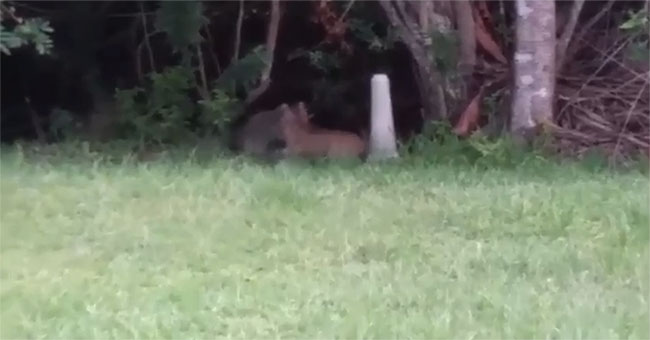 Bear cat mother battle screen with bobcat