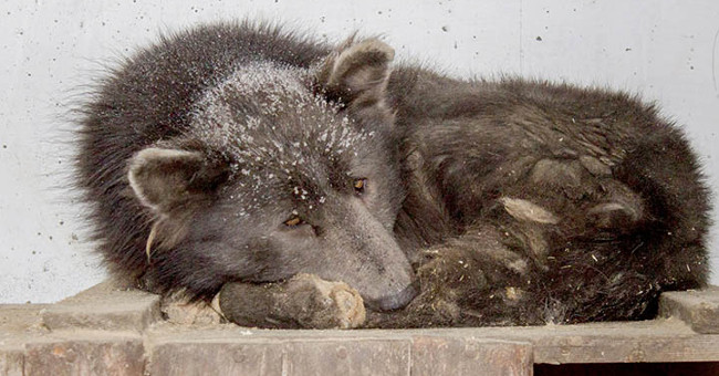 Bear face dogs confuse Russian people