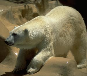 Bear insomnia, go harass people