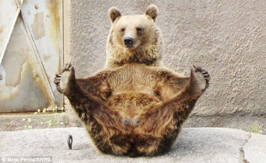 Bear practice health with ... yoga