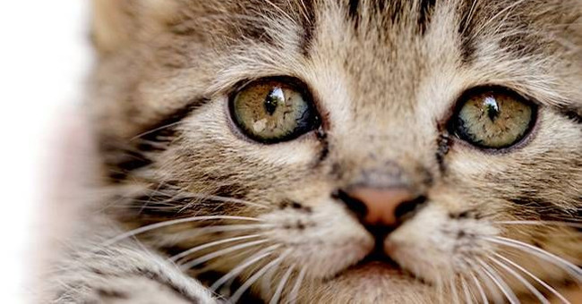 Beard - an integral part of a cat's body