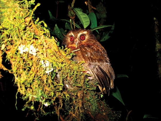 Bearded owl in South America