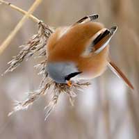 Bearded sparrows