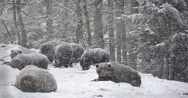 Bears 'hide' from hibernation due to warm weather