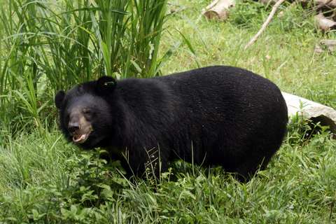 Bear's 'Refugee Camp'