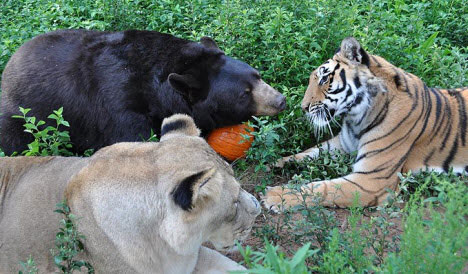 Bears, tigers, lions ... invite each other to diet