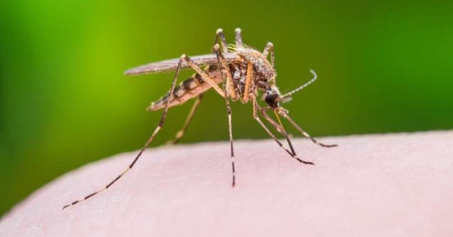 Beating mosquitoes, whether or not it is helpful!