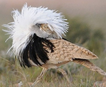 Beautiful birds quickly exhausted during sexual activity