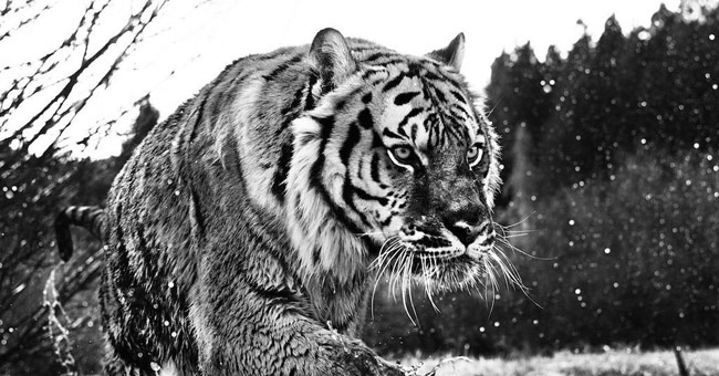 Beautiful black and white photos of the wildlife world