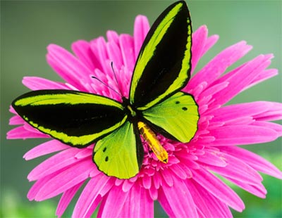 Beautiful butterflies