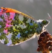Beautiful butterfly wings