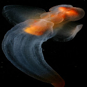 Beautiful creatures where 'the ends of the Earth'