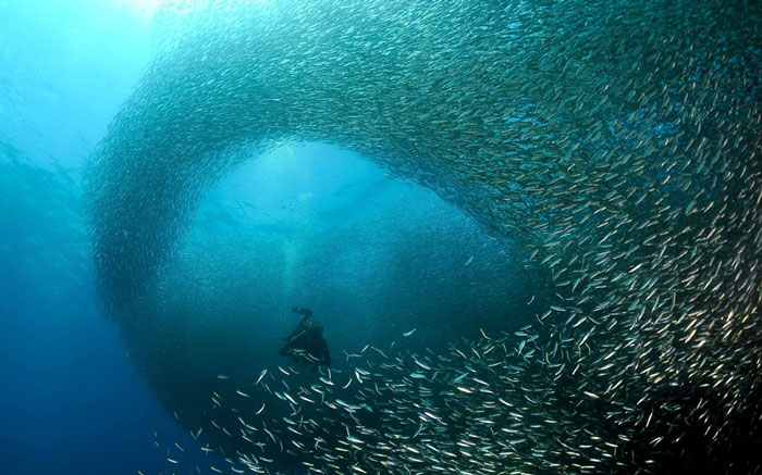 Beautiful 'dance' of sardines in the ocean