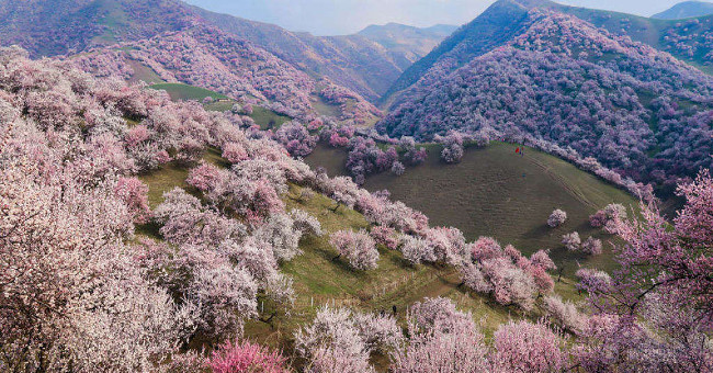 Beautiful fairy scenery in the apricot valley in Xinjiang