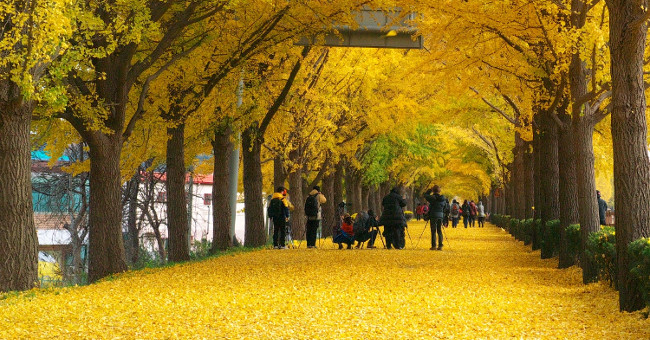 Beautiful fan tree road as in the movie in Korea