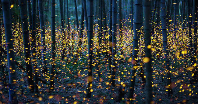 Beautiful fireflies forest enchanting in Japan