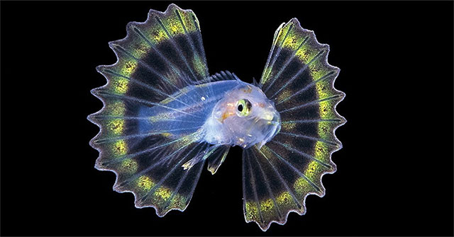 Beautiful fish like fairies, but careful ... deadly poison