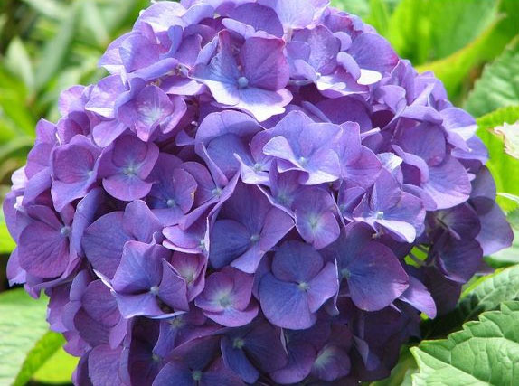 Beautiful flowers cure malaria