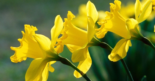Beautiful flowers have deadly poisonous drama