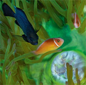 Beautiful incredible paradise beneath the ocean
