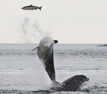 Beautiful moments of dolphins hunting