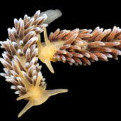 Beautiful mysterious creatures under 'water supply'