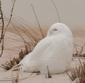 Beautiful nature photos in a prestigious magazine
