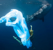 Beautiful people swim with sharks