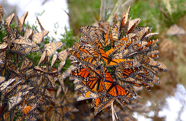 Beautiful photo: A flock of princess butterflies perched on trees
