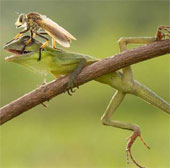 Beautiful photo: Flies even lent themselves to the gecko